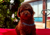 Red Brown Toy Poodle Yavrular